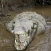 crocodile_american_tar_v_1592_cos2595.jpg